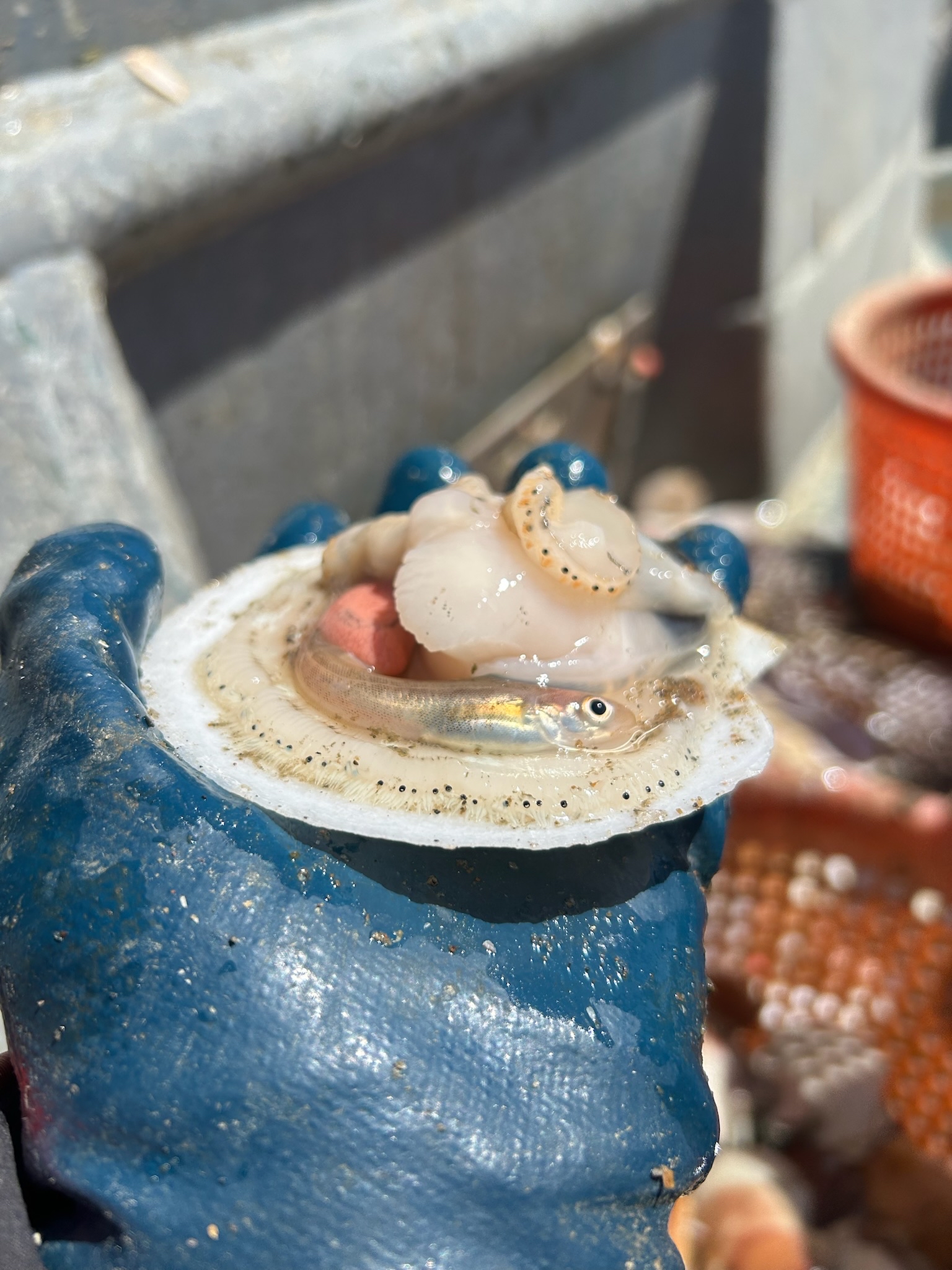 Scallop eyes