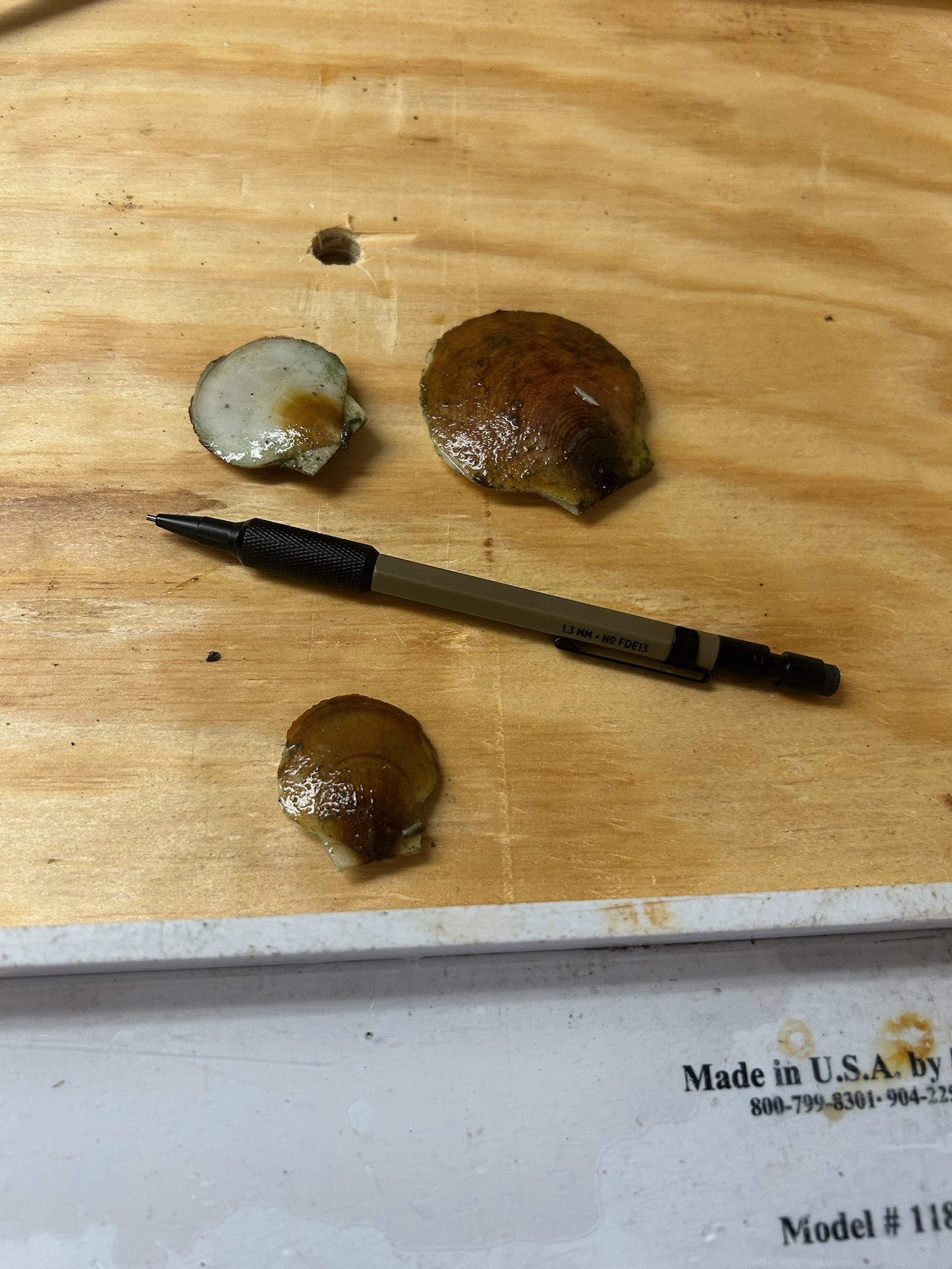 Tiny scallops